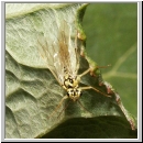 Aglaostigma lichtwardti - Blattwespe 01 6mm.jpg